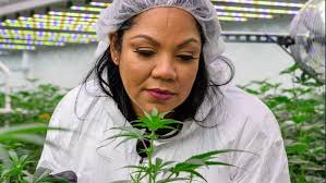 How Queen Zulu—Dr. Macias—Lost Her Home, Then Built A Cannabis Empire And  Inspired Brittney Griner