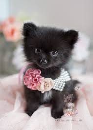 Female groomer haircut pomeranian dog on the table of outdoor. Pomeranian Puppies And Pomeranians For Sale In South Florida Teacup Puppies Boutique