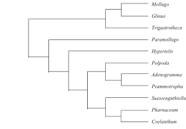 Image result for Lophiocarpus polystachyus