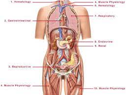 Female Human Anatomy Abdomen Koibana Info Human Anatomy Female Human Body Diagram Human Body Organs