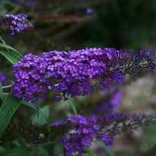 Image result for Buddleja pulchella