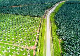 Serangan hama kelapa sawit merupakan masalah yang paling sering dihadapi oleh para petani sawit. Apa Yang Harus Diketahui Tentang Pohon Kelapa Sawit The Palm Scribe