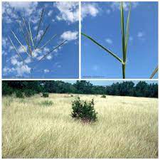 Texas Envirothon On Instagram Bothriochloa Ischaemum Var Songarica Better Known As King Ranch Or Kr Bluestem Is An Ecological Threat Because Its Presence