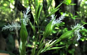 Image result for Olyra latifolia