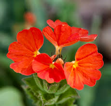 Image result for Crossandra greenstockii