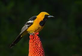 Breeds in open woodlands, river edges, pastures with scattered trees, and brushy orchards. Hooded Oriole A Rare Desert Oriole Taylor County Big Year 2019
