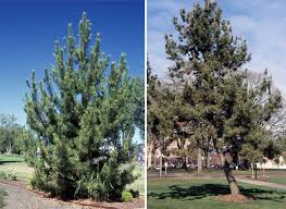 Japanese black pine bonsai trees are known for their overall ability to survive barren conditions. Pinus Thunbergii Landscape Plants Oregon State University