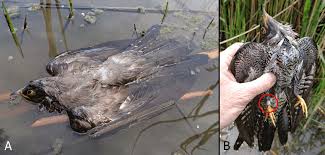 The order cuculiformes, in addition to the cuckoos, also includes the turacos (family musophagidae, sometimes treated as a separate order, musophagiformes). Female Cuckoo Ring No Ga 4235 Found Dead In The Water With Several Download Scientific Diagram