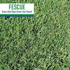 Imagine Your Space Looking This Green Year Round Fall Is The Perfect Time To Establish A Beautiful New Tall Fescue Lawn This Fescue Fescue Lawn Fescue Grass