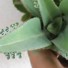 Es Conocida Como Malamadre Porque Bota Sus Hijos Por El Borde De Sus Hojas Kalanchoelaetivirens Kalanchoe Laetivirens Plantas Plantas Instagram Hojas