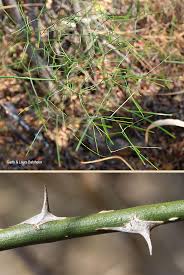 Image result for Asparagus divaricatus