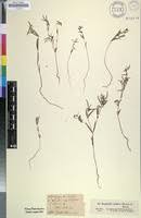 Image result for Euphorbia neopolycnemoides