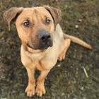 German Shepherd Pitbull Mix - A Complete Guide to this ...