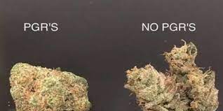 Peter joseph orlando service on 7/1/19. Plant Growth Regulators Pgr In Weed Cancer Causing Marijuana Cannabis Twenty Four Seven