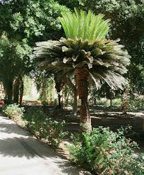 Watch for pests like mealybugs and scale, and combat them with horticultural soap. Growing Sago Palms How To Grow A Sago Palm Tree