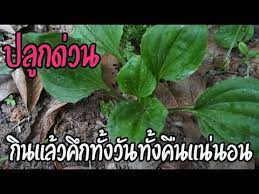 ปล กทำชาขายรวยแน นอน หญ าเอ นย ด ในโลกออนไลน แห แชร สรรพค ณย งกว าโสมเกาหล ถ งเช า youtube ดอกไม กระถาง