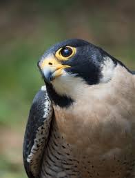 You might be surprised to learn that scientists are still answering that question! Raptor Power Discover Birds Of Prey Curiodyssey