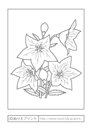 キキョウ 主線 グレー 秋の花 無料塗り絵イラスト ぬりえプリント 秋 塗り絵 桔梗 イラスト 塗り絵 無料