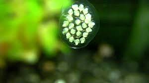 Ramshorn Snail Eggs From Just Layed To Hatching Snail Tank Snail Freshwater Aquarium