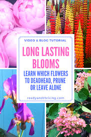 As they get older the root gets bigger and sends up more flower stalks. Gardening For Fresh Food And A Beautiful Environment Ready And Thriving