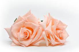 Each flower is picked fresh at the peak of its beauty, formed and crafted by hand (to remove thorns, extra leaves, petals, etc.), and electroplated with a. Two Beautiful Flower Rose Gold Color On White Background Stock Image Image Of Nature Beautiful 169002243