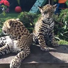 17k Likes 159 Comments Black Jaguar White Tiger Blackjaguarwhitetiger On Instagram Leopard And Jag Black Jaguar White Tiger Black Jaguar Jaguar Leopard