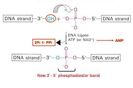 Dna ligase has applications in both dna repair and dna replication (see mammalian ligases). Dna Ligase Uvm Genetics Genomics Wiki Fandom