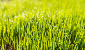 We did not find results for: Types Of Lawn Grass In The Uk