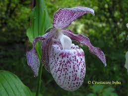 The Page Cannot Be Found Orchids Beautiful Orchids Orchid Flower