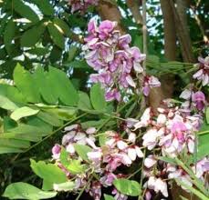 Image result for Millettia drastica