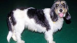 Image result for malý vendéeský hrubosrstý honič