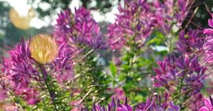 Image result for Cleome maculata