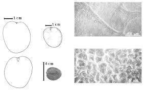 Image result for Englerodendron