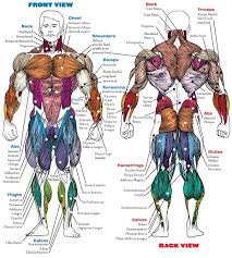 The vp weight is an indicator of the androgenic effect, while the la weight is an indicator of the anabolic effect. 1 Bodybuilding Bodybuilding Is The Activity Of Doing Special Exercises Regularly In Order To M Dragon Ball Art Human Anatomy Drawing Dragon Ball Wallpapers