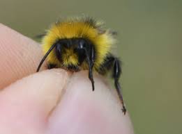 Image result for Bombus jonellus
