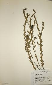 Image result for Crotalaria caudata