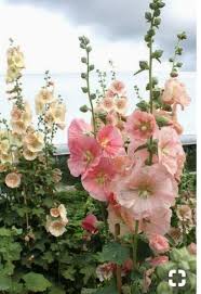 Tips For Designing With Flowering Plants Hollyhocks Flowers Beautiful Flowers Planting Flowers In 2020 Hollyhocks Flowers Beautiful Flowers Planting Flowers