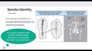 In vertebrates, somites subdivide into the sclerotomes, myotomes, syndetomes and dermatomes that give rise to the vertebrae of the vertebral column, rib cage and part of the occipital bone; Somite Formation 90min Clock Youtube