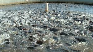 Some Fishing Farming Advises You Should Follow Survival Tips Fish Farming Catfish Farming Aquaculture Fish