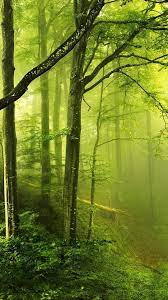 Tap And Get The Free App Nature Unicolor Forest Fog Amazing Awesome Green Shiming Hd Iph Iphone 6 Wallpaper Iphone 6 Plus Wallpaper Samsung Galaxy Wallpaper