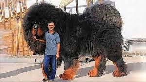 نتيجة بحث الصور عن كلب الماستيف