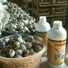 Bertelur lagi teman oke kita coba. Jual Suplemen Ayam Petelur Menambah Produksi Telur Vitamin Ayam Petelur Merangsang Agar Cepat Bertelur Mengurangi Bau Kotoran Ayam Di Lapak Sukses Berkah Mulia Bukalapak