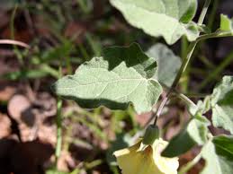 Image result for Physalis pubescens