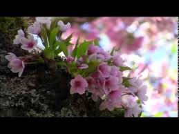 Mp3 Download Available Itunes Apple Com Www Amazon Com Fr Download Youtube Music Convert Youtube Video To Beautiful Nature Spring Frederic Chopin Spring
