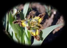 Image result for Ferraria glutinosa