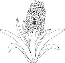 Below are a few inspirational coloring pages in jpg and pdf formats. Intricate Flower Coloring Pages Coloring Home