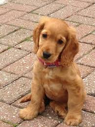 epingle par isabelle sur fur babies chiot cocker dresser un chien chiot