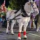 Holiday Carriage Rides event image
