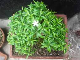 Image result for Jasminum stenolobum