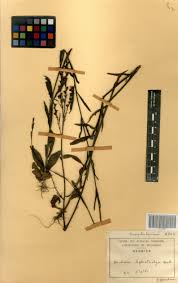 Image result for Buchnera leptostachya